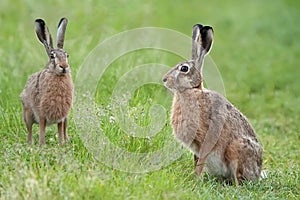 Hares in a clearing