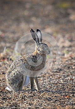 Hare disambiguation, photo