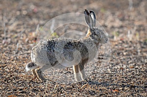 Hare disambiguation, photo