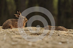 Hares on a Field