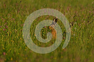 Hares in the Grassland