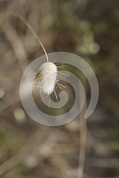 Hares-tail grass