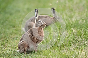 Hares in the wild.