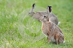 Hares in the wild.