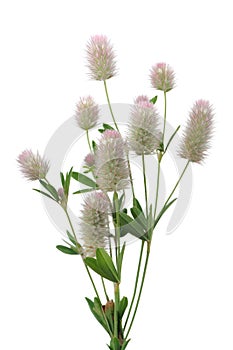 Haresfoot Clover (Trifolium Arvense) on White Background photo