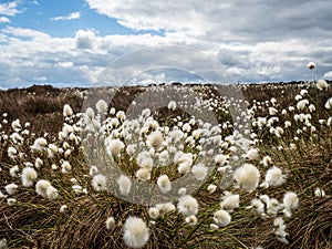 Hareâ€™s-tail  cottongrass (Eriophorum vaginatum) 