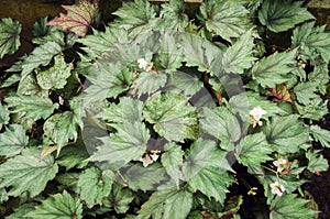 Hariang Bodas (Begonia isopteran dryand) photo