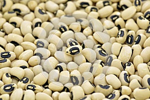 Haricot bean