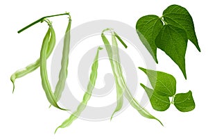 Haricot beans Phaseolus vulgaris, pods, leaves, paths