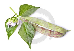 Haricot pods with leaf isolated on white background