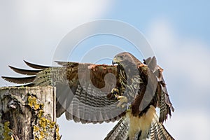 Haris hawk bird of prey landing on falconry display post.