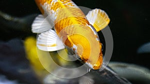 This is hariwake fish