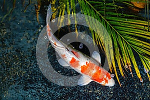 Hariwake Koi Fish - Orange and White