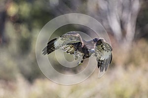 Harlan`s Red Tailed Hawk CRC