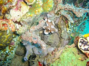 Harlekin Sweetlips (Plectorhinchus Chaetodonoides) in the filipino sea 5.11.2012