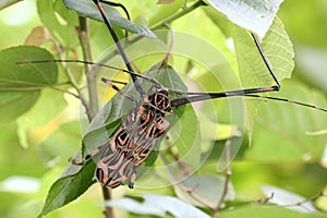 Harlequin beetle