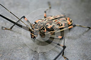 Harlequin beetle