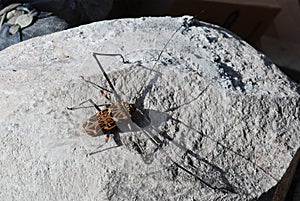 Harlequin Beetle on stone