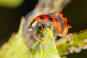 Harlequin beetles mating