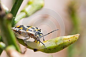 Harlequin bug side