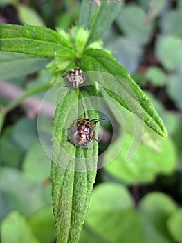 Harlequin Bug