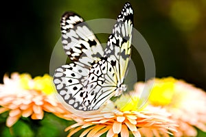 Harlequin Butterfly photo