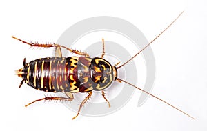 Harlequin Cockroach