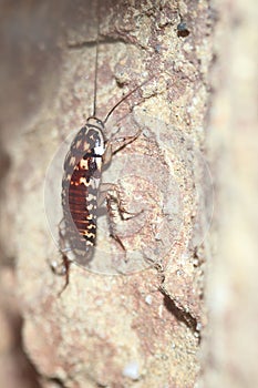 Harlequin cockroach