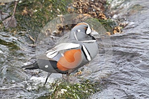 Harlequin Duck