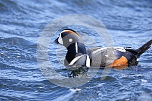 Harlequin duck