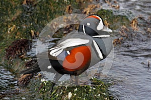 Harlequin Duck