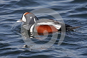 Harlequin Duck