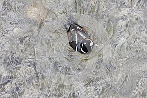 Harlequin duck.