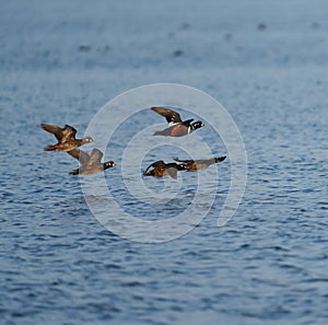 Harlequin Duck flying at seaside