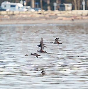 Harlequin Duck flying at seaside