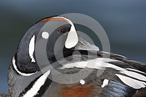 Harlequin duck, Histrionicus histrionicus,