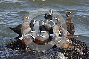 Harlequin duck, Histrionicus histrionicus,