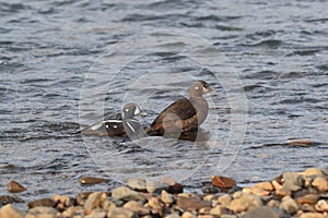 Harlequin Duck (Histrionicus histrionicus)  Iceland