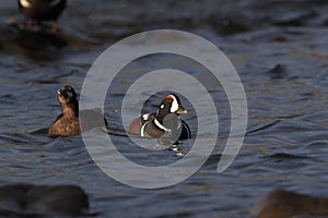 Harlequin Duck (Histrionicus histrionicus)  Iceland