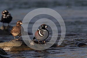 Harlequin Duck (Histrionicus histrionicus)  Iceland