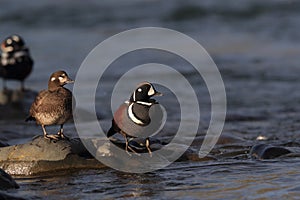 Harlequin Duck (Histrionicus histrionicus)  Iceland