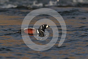 Harlequin Duck (Histrionicus histrionicus)  Iceland