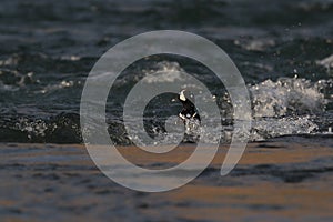 Harlequin Duck (Histrionicus histrionicus)  Iceland