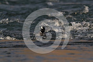 Harlequin Duck (Histrionicus histrionicus)  Iceland