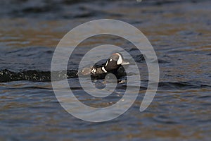 Harlequin Duck (Histrionicus histrionicus)  Iceland