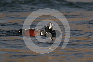 Harlequin Duck (Histrionicus histrionicus)  Iceland