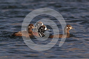 Harlequin Duck (Histrionicus histrionicus)  Iceland