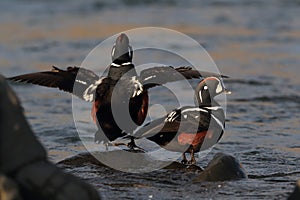 Harlequin Duck (Histrionicus histrionicus)  Iceland