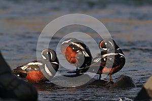 Harlequin Duck (Histrionicus histrionicus)  Iceland