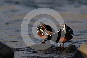 Harlequin Duck (Histrionicus histrionicus)  Iceland